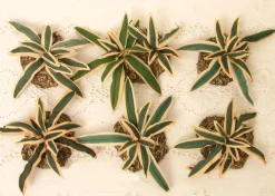 Online Cactus Yucca Plants Set/6, , 51158 Speciality