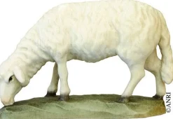 Best Koult - Sheep Grazing Speciality