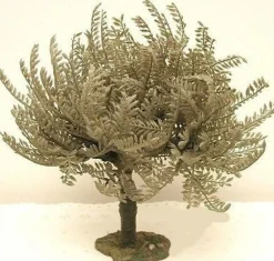 Discount Olive Tree Small, 5" , 55517 5"